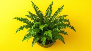 Boston Fern on a vibrant background, photorealistic top view Boston Fern plant photo