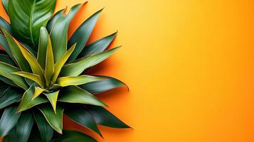 Top view Bromeliad on a vibrant background, flower setting photo