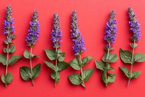 Top view Catmint on a vibrant background, flower setting photo
