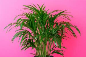 Top view Chamaedorea elegans on a vibrant background, plant setting photo
