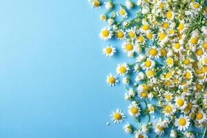 Top view Chamomile on a vibrant background, flower setting photo