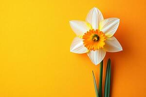 Top view Daffodil on a vibrant background, flower setting photo