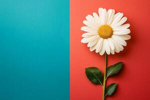 Daisy on a vibrant background, top view photorealistic flower photo