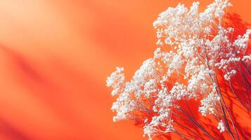 Top view photorealistic Daucus carota, plant set on a vibrant background photo