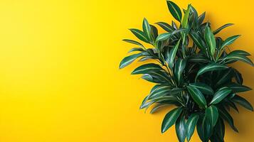 Dasylirion on a vibrant background, top view photorealistic plant photo