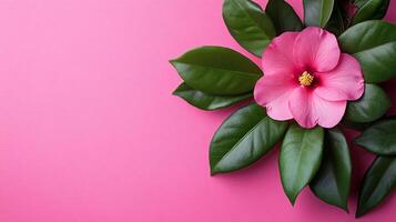 Top view Desert Rose on a vibrant background, plant setting photo