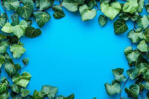 Top view English Ivy on a vibrant background, plant setting photo