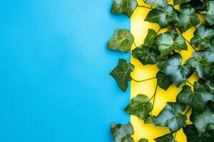 Top view Ivy on a vibrant background, plant setting photo