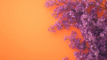 Jacaranda on a vibrant background, photorealistic top view Jacaranda flower photo