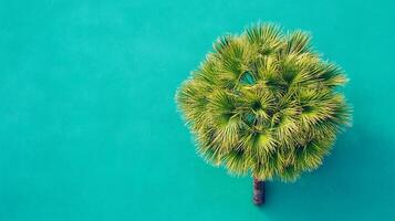 Joshua Tree on a vibrant background, top view photorealistic plant photo