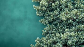 Juniperus on a vibrant background, top view photorealistic plant photo