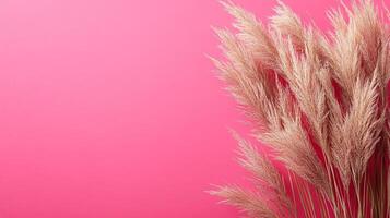 Top view Muhly Grass on a vibrant background, plant setting photo