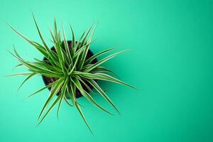 Top view Ophiopogon on a vibrant background, plant setting photo