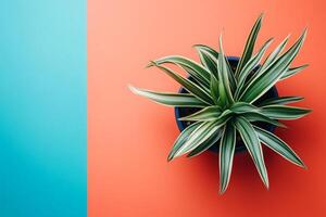 Top view photorealistic Ophiopogon, plant set on a vibrant background photo