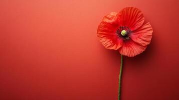 Top view Opium Poppy on a vibrant background, flower setting photo