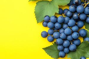 Top view photorealistic Oregon Grape, plant set on a vibrant background photo