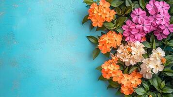 Phlox subulata on a vibrant background, photorealistic top view Phlox subulata plant photo