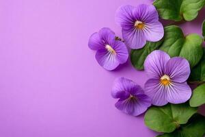 Top view Pinguicula on a vibrant background, plant setting photo