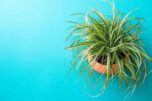 Top view Ponytail Palm on a vibrant background, plant setting photo