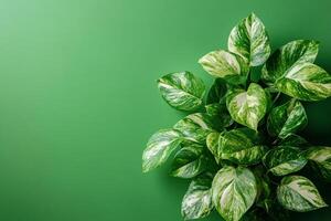 Top view photorealistic Pothos, plant set on a vibrant background photo
