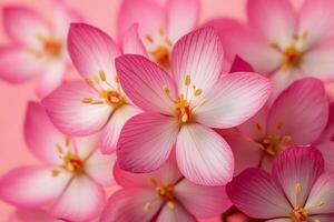 Top view photorealistic Saxifrage, plant set on a vibrant background photo