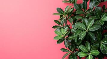 Top view Schefflera on a vibrant background, plant setting photo