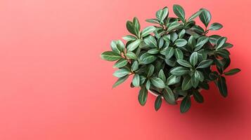 Top view photorealistic Schefflera, plant set on a vibrant background photo