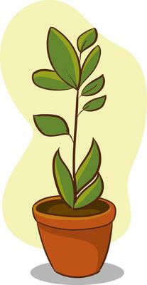 Houseplant in pot isolated on white background.