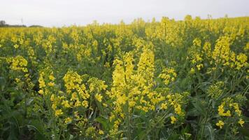 A stunningly picturesque view showcasing blooming yellow flowers set against a lush green field in springtime video