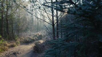 A path through a forest with trees and fog during winter video