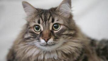 A cat with green eyes is sitting on a white surface video