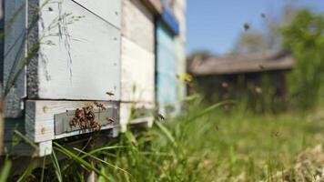Bees getting inside the hive. Beehive entrance with bees in a sunny day. Many bees flying and carrying pollen into a hive. Slow motion. video
