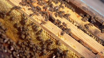 Wooden frames with bees inside the beehive. Honey bees climb wooden frames on a sunny summer day. Beekeeping concept. Close-up. video