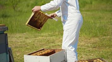 Apiarist in white suit works near beehives. Beekeeper man taking out frames from hives before pumping honey. Harvesting season on the apiary. video