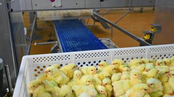 Boxes with chickens moving on conveyor line. Chicks in drawers vaccinating with automatic equipment. Modern poultry factory. video