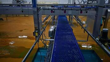 Conveyor line in motion on chicken factory. Modern equipment for chick vaccination. Automatical conveyor on a poultry farm. video