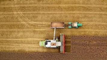 Agriculture machinery working at harvest season. Ripe seeds pouring out into tractor from combine harvester on yellow field background. Orbital view. video