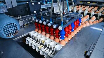 Automated machine working with fresh quality eggs. Eggs production on a poultry farm. Modern technology for sorting eggs on factory. video
