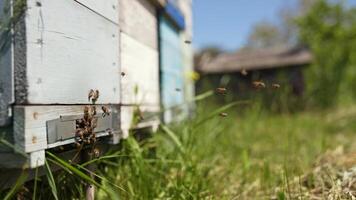 Bees at the entrance of a beehive in summer. Honey bees flying near the wooden hive on the apiary. Slow motion. video