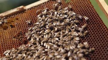 Frame with honey bees. Bees working on honeycomb. Many bees crawling on a frame carrying nectar to make honey. Close-up. video