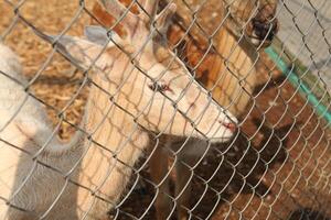A young light-colored deer behind a wire mesh fence at a wildlife park, illuminated by sunlight. The photo captures the animal s calm expression and the pattern of the metal grid.