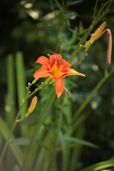 Close-up of an orange daylily, Hemerocallis fulva, in full bloom with green buds and leaves. Bright summer sunlight, blurred natural background, and empty space for text on the left. photo