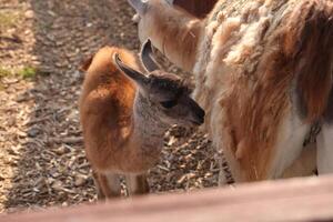 Young cria standing next to its mother in a sunny outdoor enclosure. The baby has soft brown and gray fur, nuzzles close to the adult, surrounded by straw-covered ground and wooden fencing. photo
