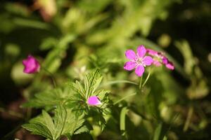 Blooming wild geranium, Geranium sylvaticum with bright pink petals and green foliage. Natural forest plant in soft summer sunlight. Wild meadow flower in woodland habitat. photo