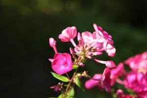 Pink phlox flowers, Phlox paniculata, blooming in summer sunlight, captured with shallow depth of field. The composition features vibrant blossoms and space for text on the left side of the image. photo