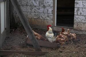 Group of chickens and a rooster gathered around a wooden feeder in a rustic farmyard. The scene includes a stone wall, an open barn door, scattered feed on the ground, and a natural rural setting. photo