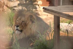 Lion lying in the shade near a wooden platform in a zoo enclosure, surrounded by grass and stones. The animal is resting with a calm, regal expression, partially obscured by foreground elements. photo