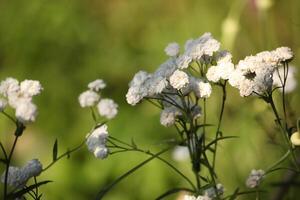 White blooming flowers of double-flowered Achillea ptarmica sneezewort on a green blurred background. Summer meadow close-up with soft sunlight. Natural floral texture and garden scene. photo