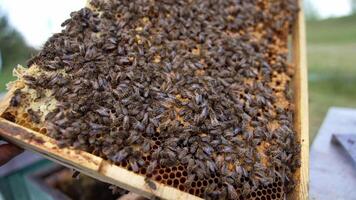 Busy bees sealing honeycombs. Frame full of bees working. Honey insects crawling on honeycomb filling cells with organic honey. video