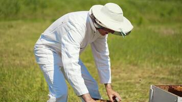 Beekeeper checking bees in a hive. Bee worker in white protective suit working on the apiary in summer time. Many bees flying. video